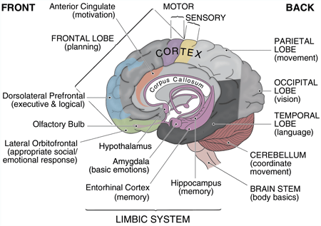 Limbic Brain Illustration