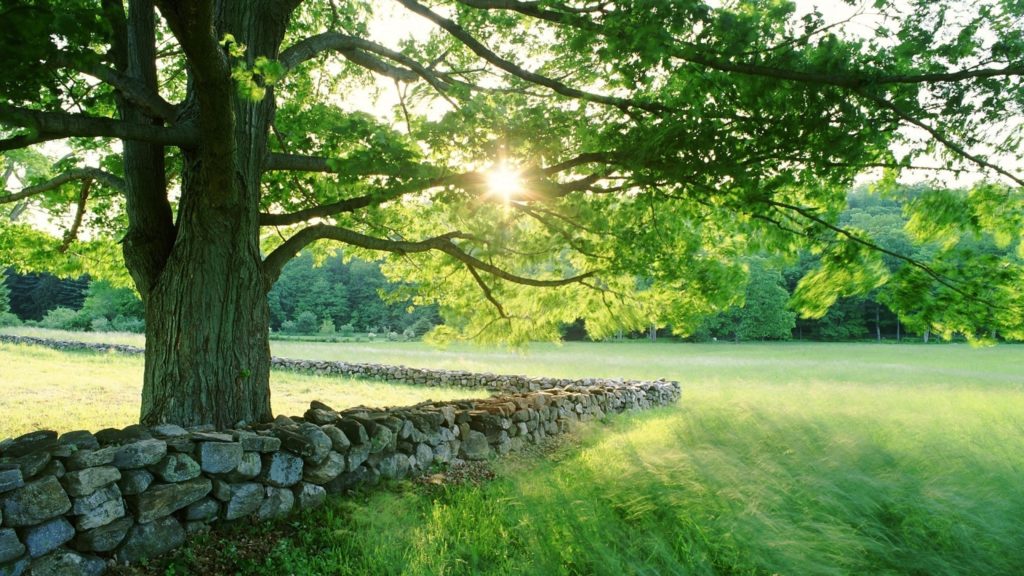 stone-fence-arount-the-tree-nature-hd-wallpaper-2560x1440-6945